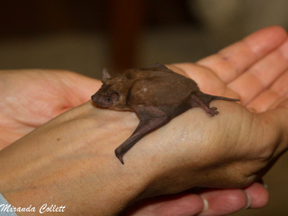 New bat species found at reserve